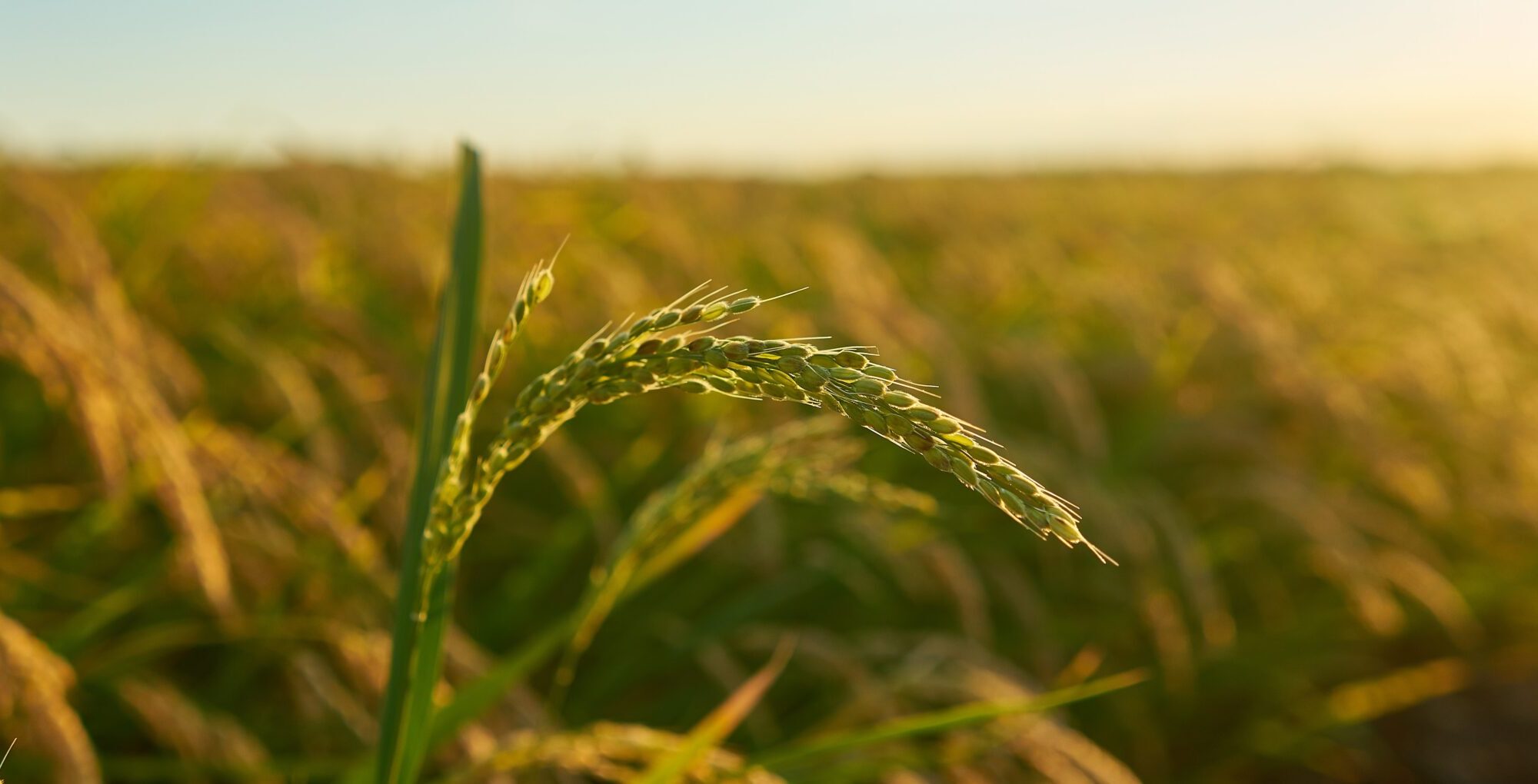 A closeup shot of rice plant at sunset in Valencia, with the plantation in the background